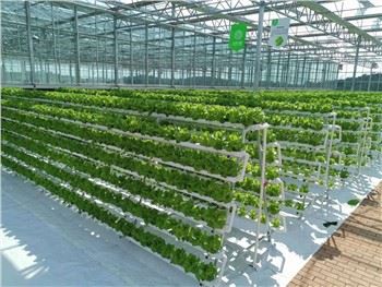 Hidroponski sistem rastlinjakov za listnato zelenjavo