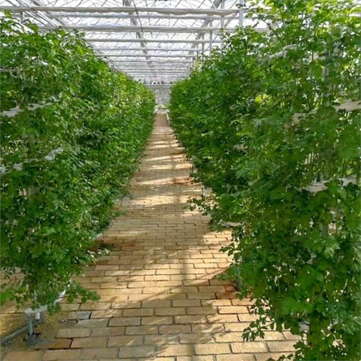 Vertical Hydroponics