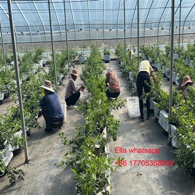 temperatura, da listi absorbirajo hranila